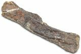 Fossil Ornithopod Dinosaur (Dryosaurus) Femur - Wyoming #325126-1
